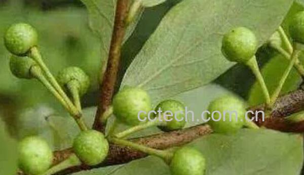 木姜子根的功效与作用及药用价值-1