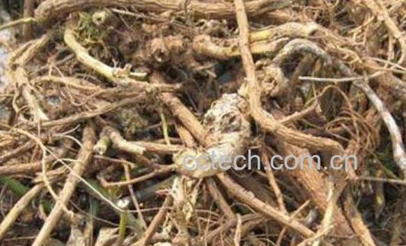 山樟子根的功效与作用-0