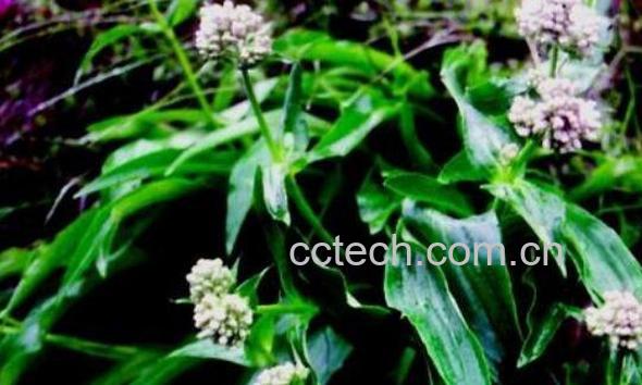 穗甘松的功效与作用-0