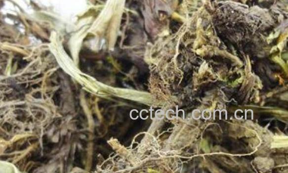 穗甘松的功效与作用-1