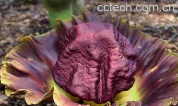 魔芋花的作用与功效及药用价值-1