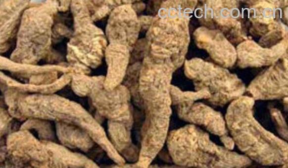 生地黄的功效与作用 生地黄怎么吃-0