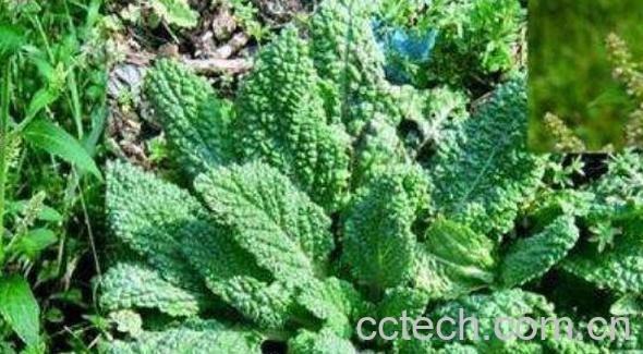 青蛙草的功效与作用-0