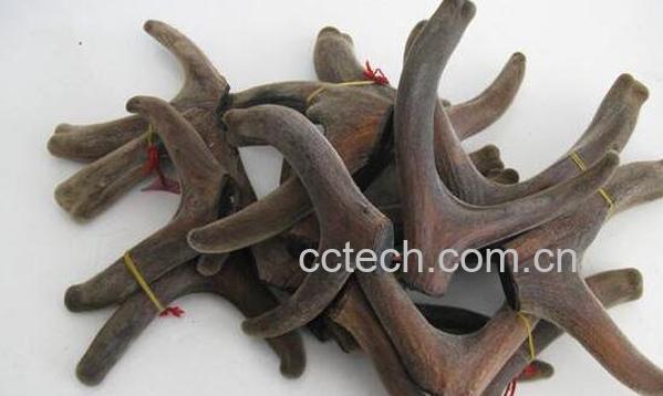 鹿茸对女人作用与功效-1