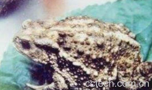 癞蛤蟆皮的功效与作用-0