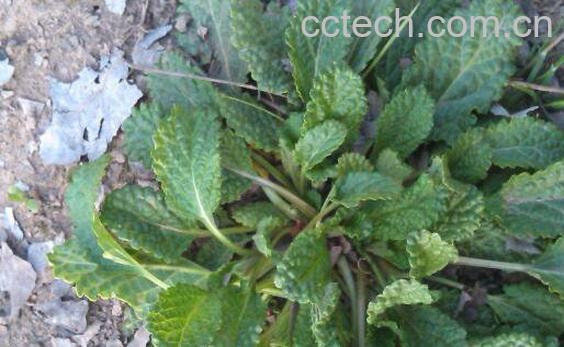 青蛙草的功效与作用-1