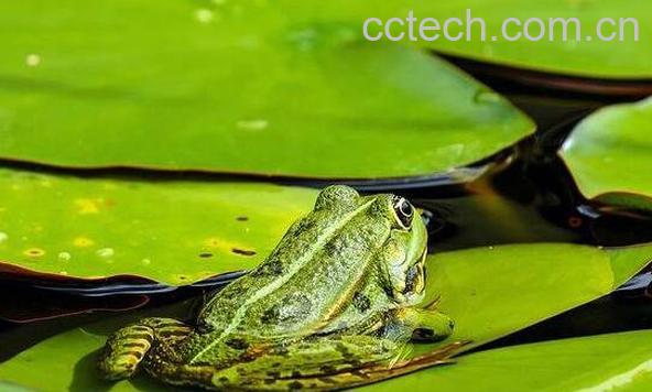 青蛙叶的功效与作用-0