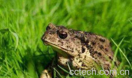 癞蛤蟆皮的功效与作用-1