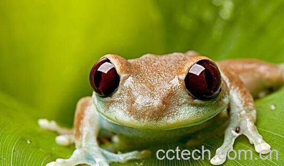 青蛙叶的功效与作用-1