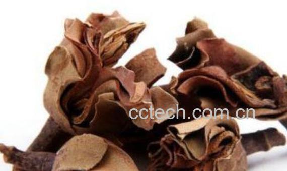 厚朴花的功效与作用 厚朴花的药用价值-0