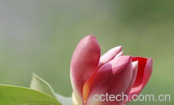 厚朴花的功效与作用 厚朴花的药用价值-1