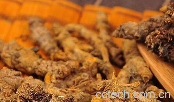 川连的功效与作用 川连的药用价值-1