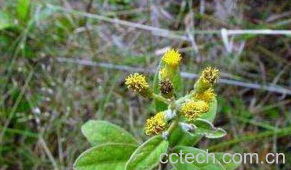 白牛胆的功效与作用 白牛胆的药用价值-0