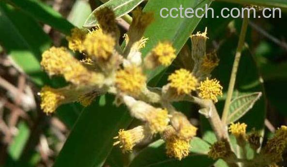 白牛胆的功效与作用 白牛胆的药用价值-1