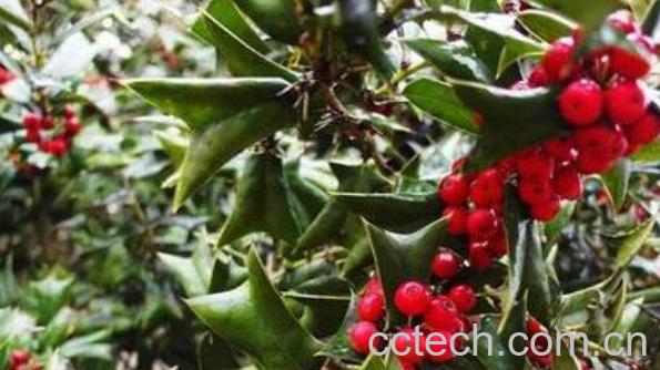 猫儿刺果实怎么泡酒 猫儿刺泡酒有什么功效-0