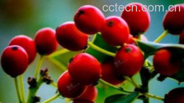 猫儿刺果实怎么泡酒 猫儿刺泡酒有什么功效-1