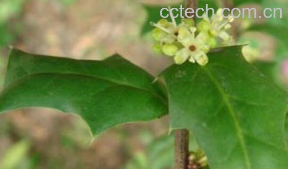 猫儿刺的根功效与作用-0