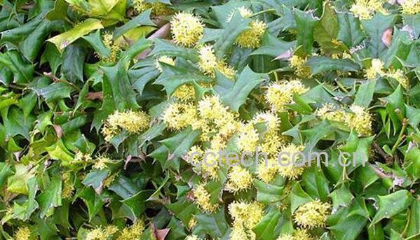 猫儿刺的根功效与作用-1