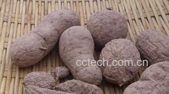 野生牛胆怎样吃 野生牛胆的食用方法-0