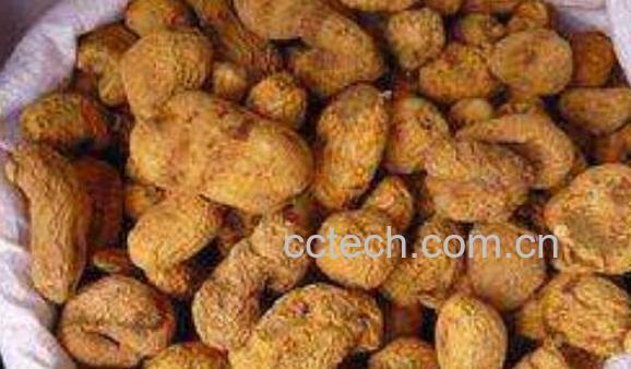 野生牛胆怎样吃 野生牛胆的食用方法-1