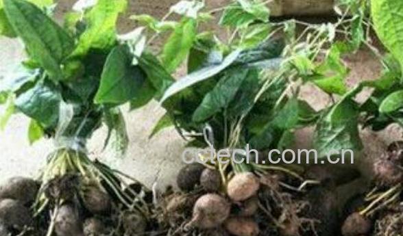 野生牛胆的功效与作用 野牛胆的药用价值-0