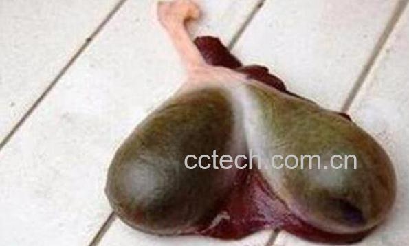 猪胆汁有毒吗 猪胆汁的副作用有哪些-1