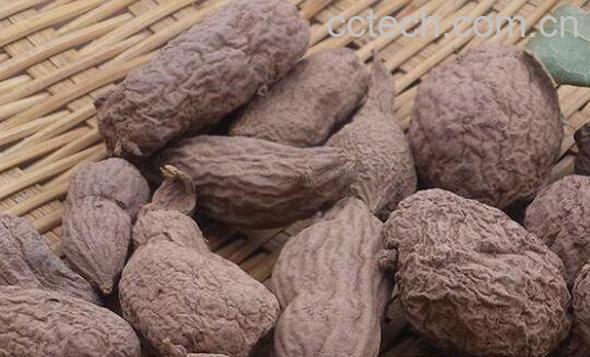 野生牛胆的功效与作用 野牛胆的药用价值-1