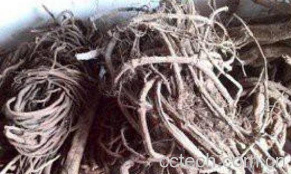 野胡椒根的功效与作用-1