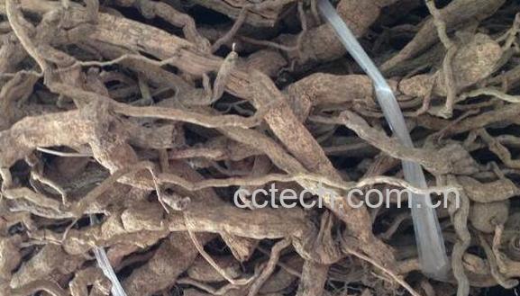 野胡椒根的功效与作用-0