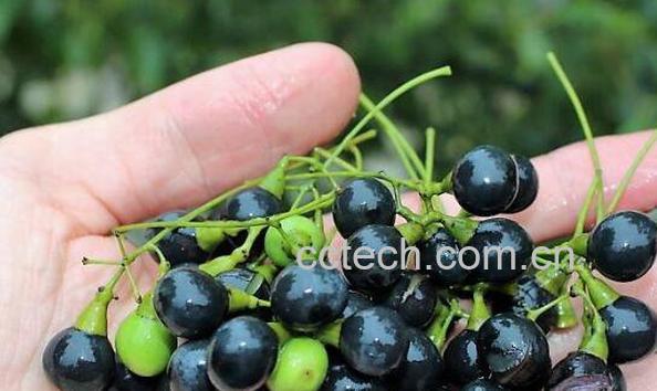 木姜子和樟树子的区别 樟树子的功效与作用-1