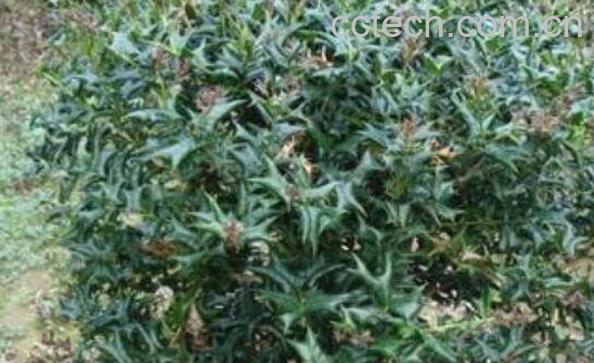 猫儿刺树的功效与药用价值-0