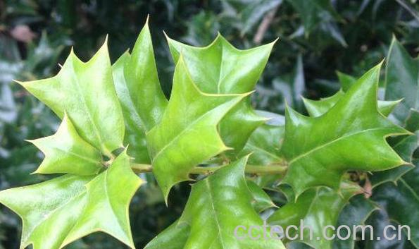 猫儿刺树的功效与药用价值-1