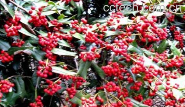 猫儿刺果实的药用价值 猫儿刺果实怎么食用-1