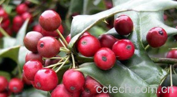 猫儿刺果实的药用价值 猫儿刺果实怎么食用-0