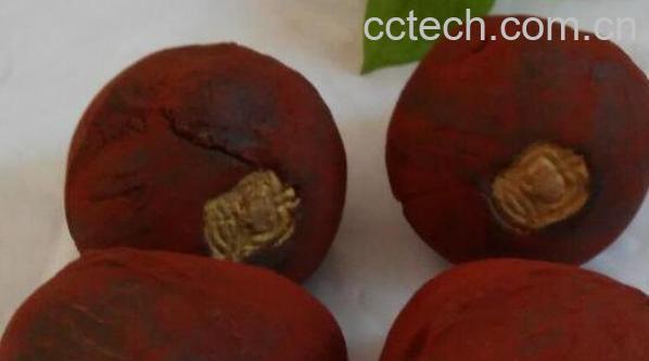 龙血竭和血竭的区别-0