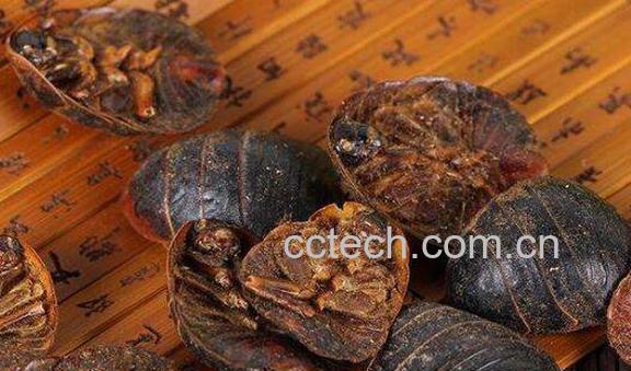 土鳖虫副作用 吃土鳖虫要禁忌什么-1