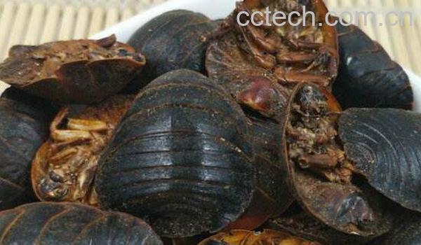 土鳖虫副作用 吃土鳖虫要禁忌什么-0