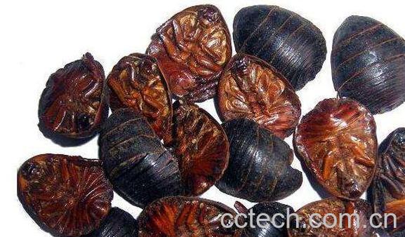 土鳖虫怎么吃效果最好 吃土鳖虫有什么危害-1