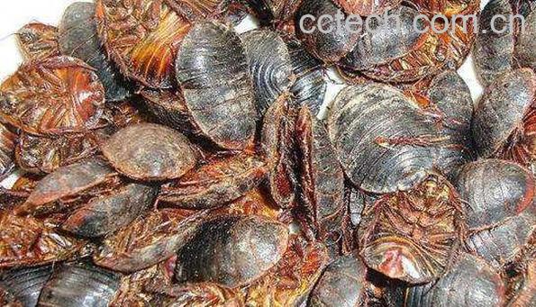 土鳖虫怎么吃效果最好 吃土鳖虫有什么危害-0