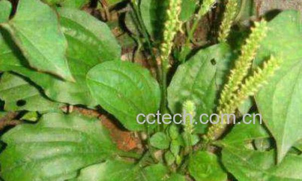 平车前怎么吃 平车前泡水喝的功效-0