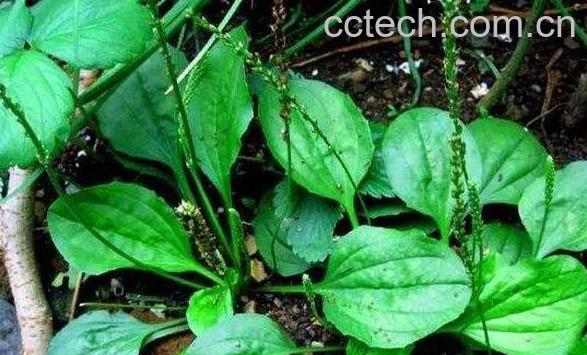 平车前怎么吃 平车前泡水喝的功效-1