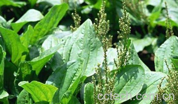 平车前的功效与作用 平车前的副作用-0