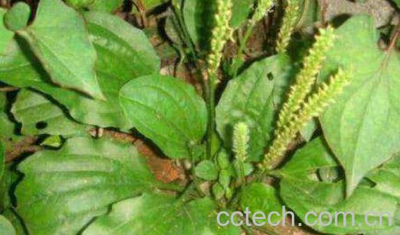 平车前的功效与作用 平车前的副作用-1