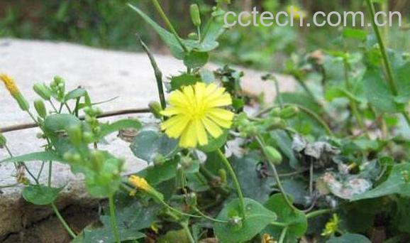 蒲公英通奶结使用方法-1