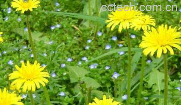 蒲公英通奶结使用方法-0