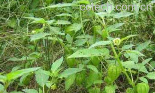 地灯笼草的功效与作用-0