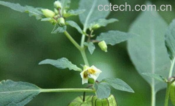 地灯笼草的功效与作用-1