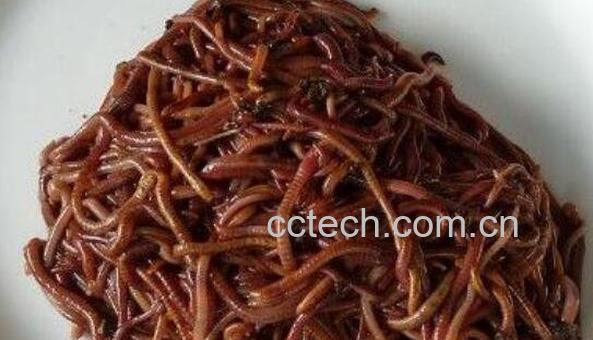 蚯蚓白糖的作用与功效-1