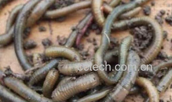 蚯蚓白糖的作用与功效-0