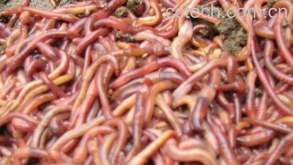 蚯蚓水的作用与功效-0